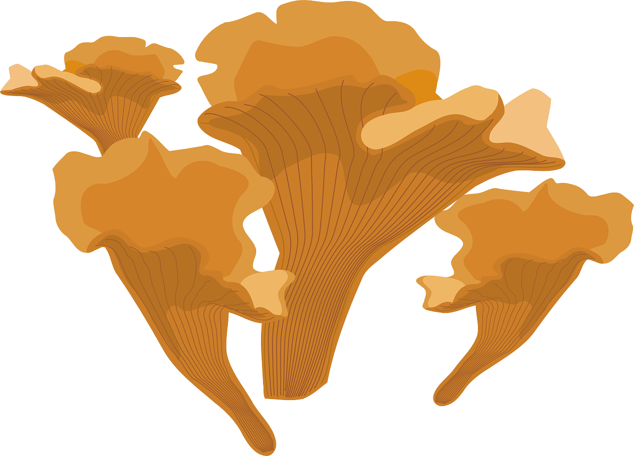 3. 常见菌菇盘点