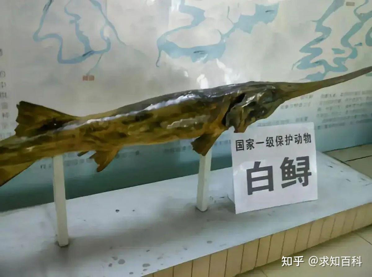 「中国淡水鱼之王」白鲟被正式宣布灭绝,长江鲟野外灭绝,为何会造成这