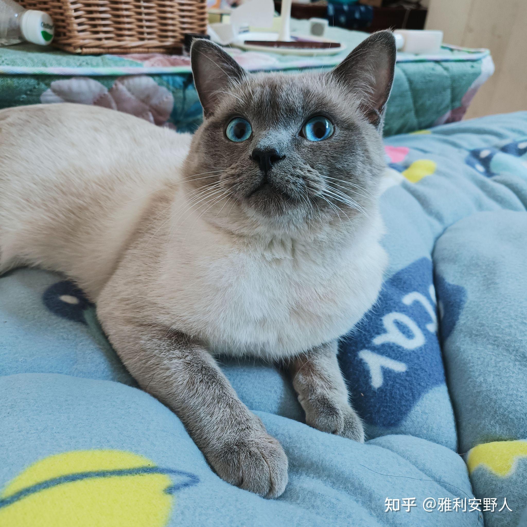 这个品相的暹罗猫900大洋 怎么样?