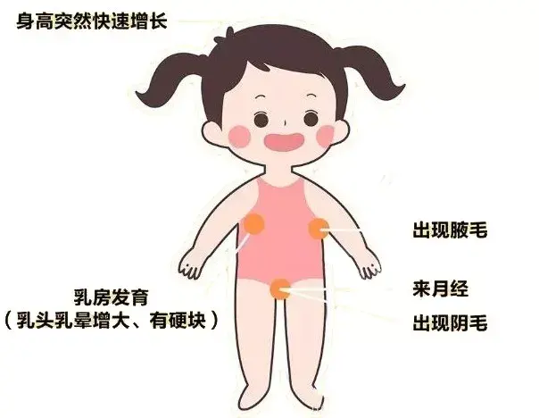 女孩发育过程早熟图片