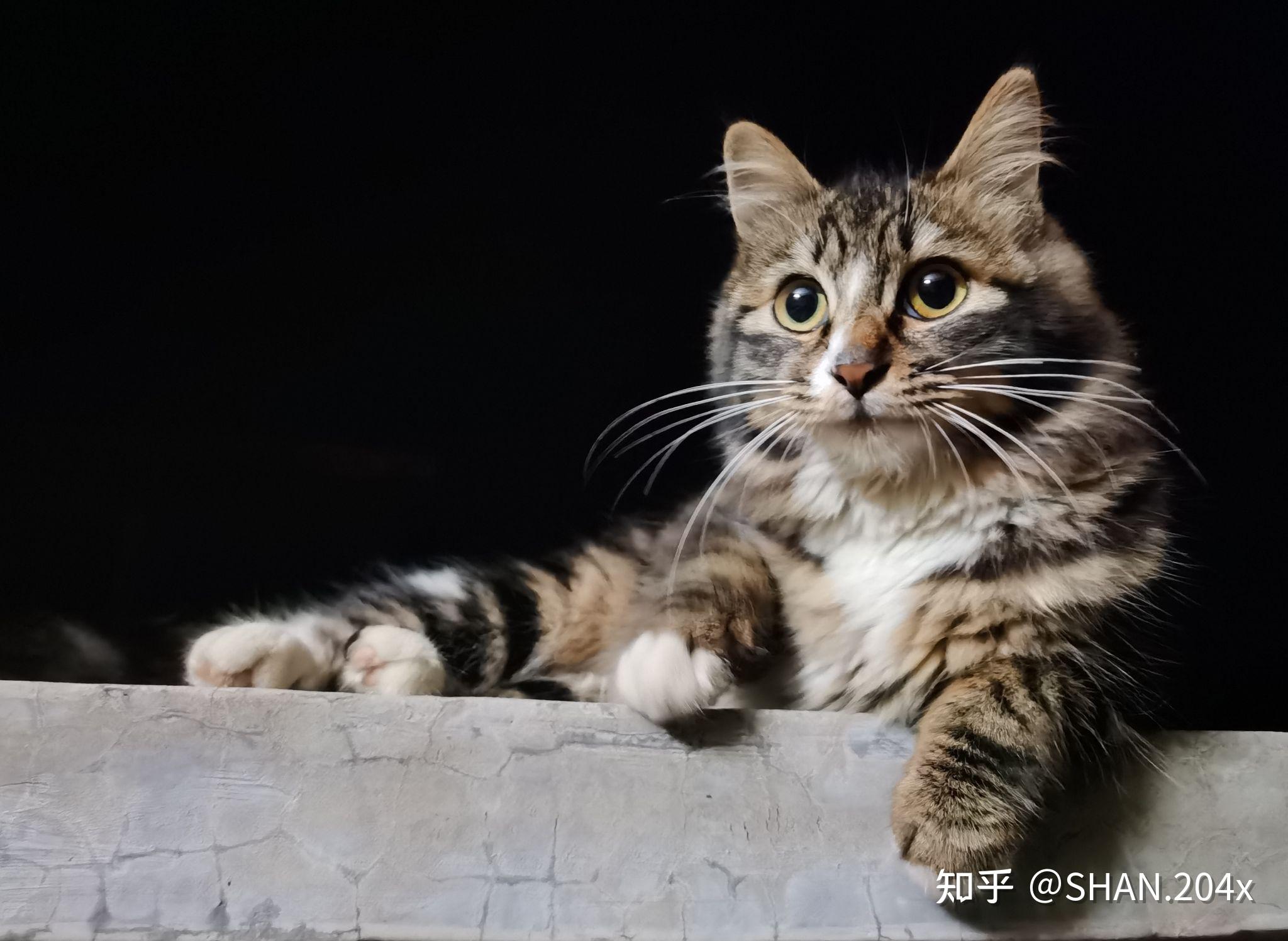 为什么狸花猫看起来很精明霸气?