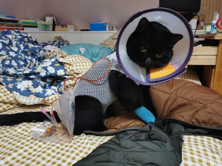 我和五只猫的故事 - 知乎
