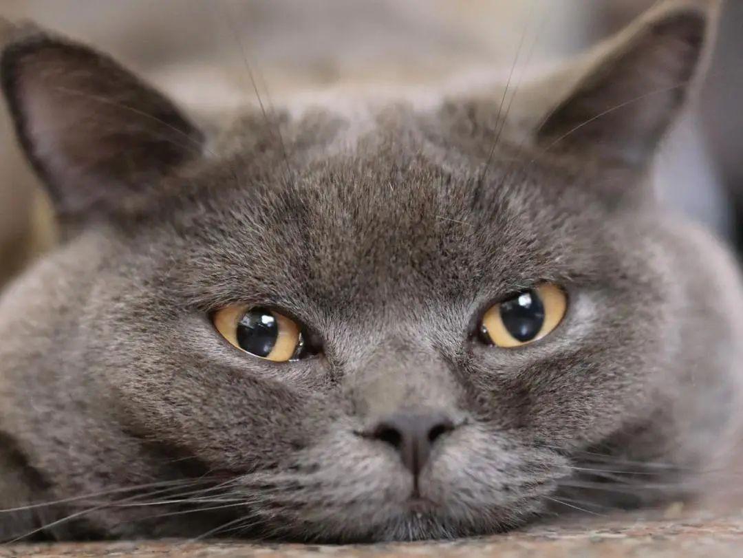 “夜猫子”用英语该怎么说?可别翻译为“night cat”! - 知乎