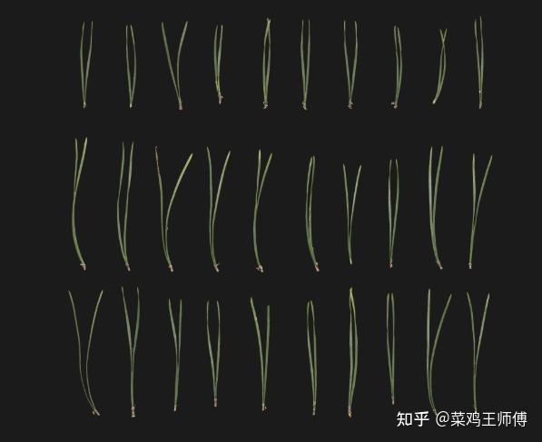 SPEEDTREE学习笔记—松树简易制作流程(单轴分支) - 知乎