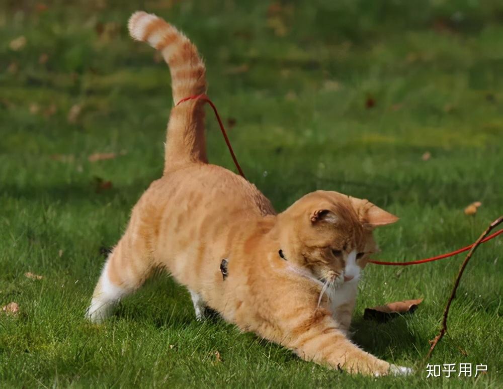 哪些猫身体比较强壮