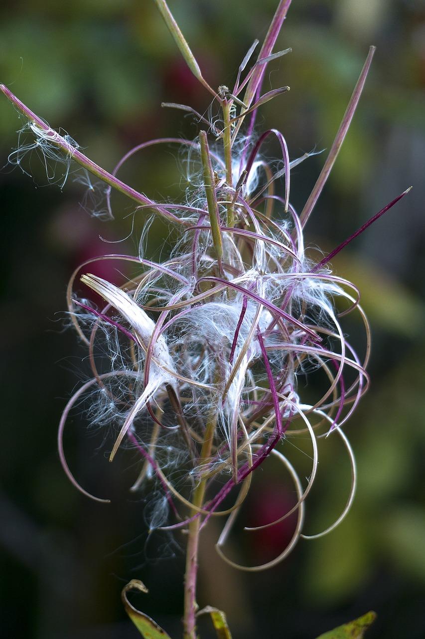 枇杷幼树如何防虫害