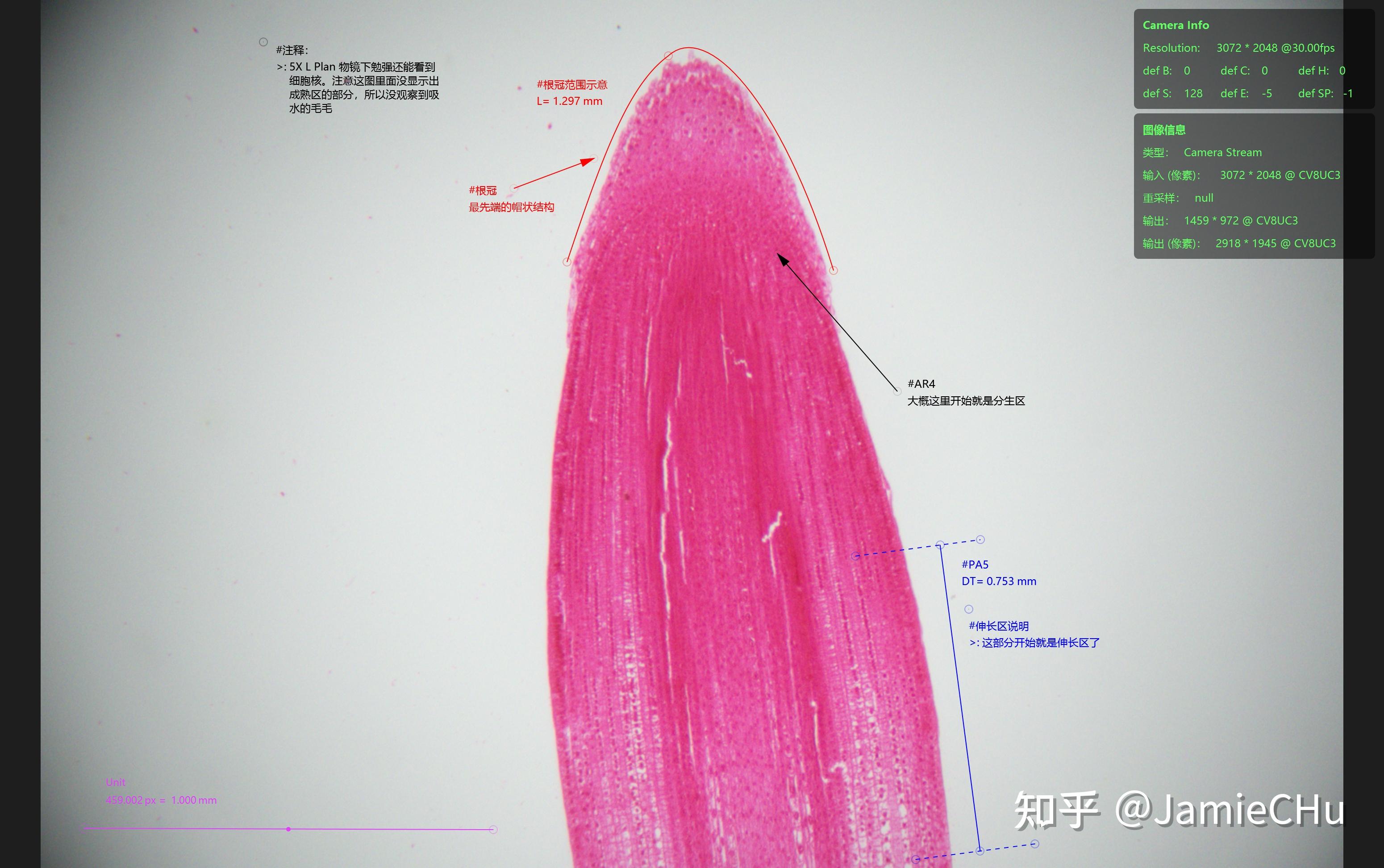 显微观察-实操看一组植物根尖纵切 - 知乎