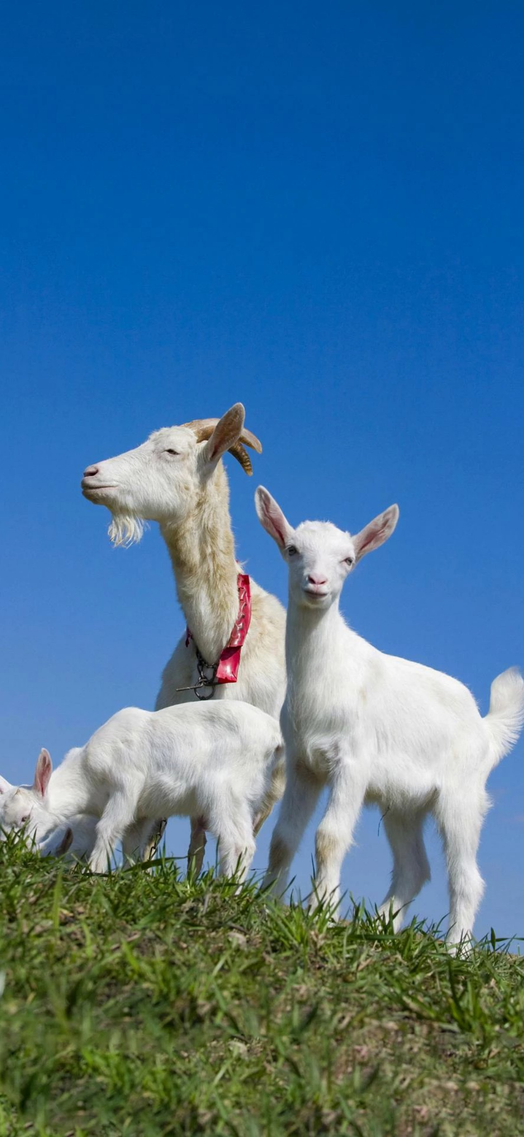 1080_2340竖版 竖屏