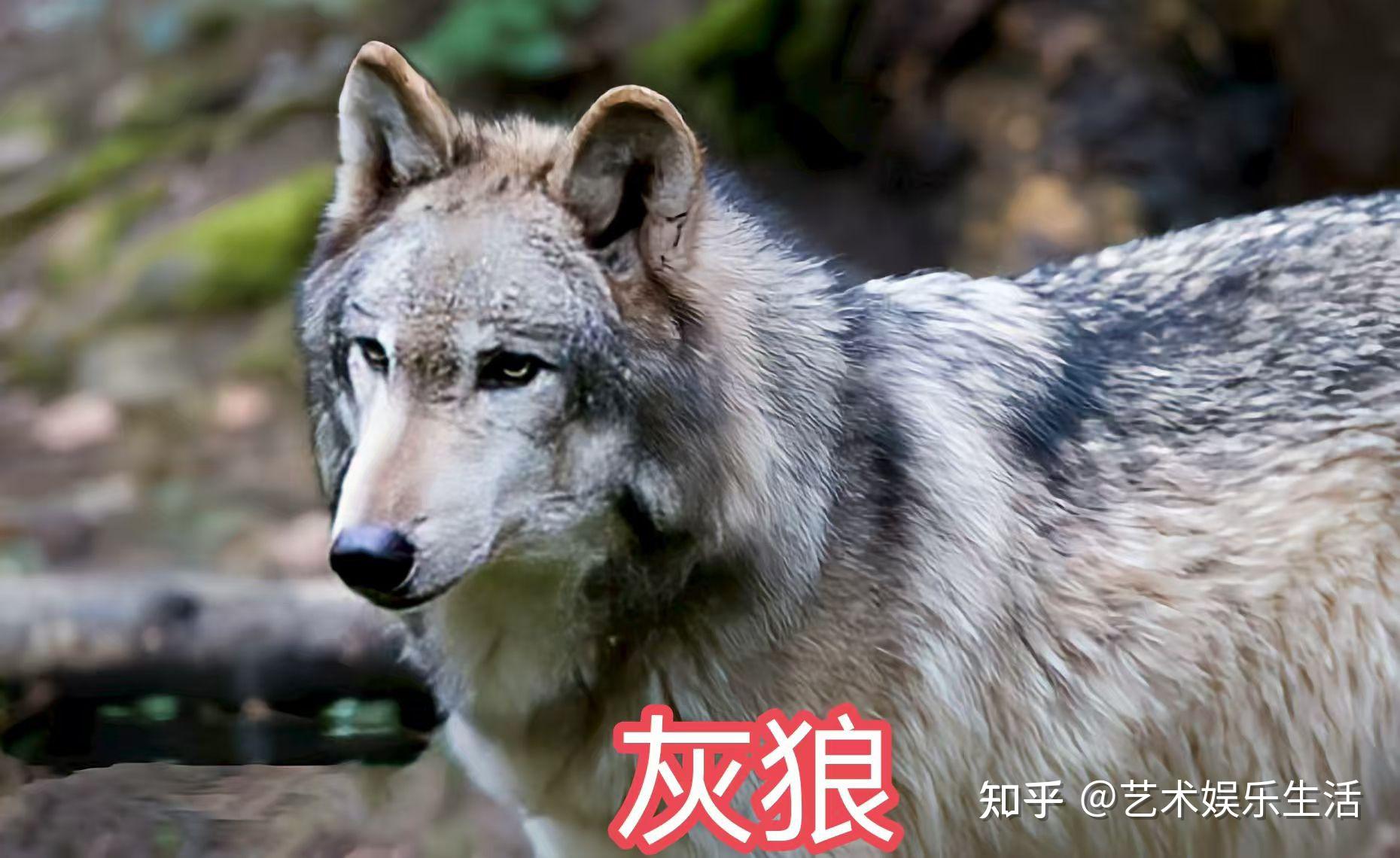 犬科的36种动物，种群数量达到了惊人的地步 - 知乎