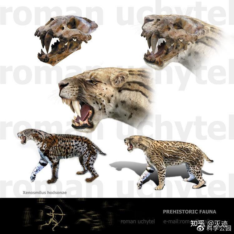 老虎和迅猛龙谁厉害