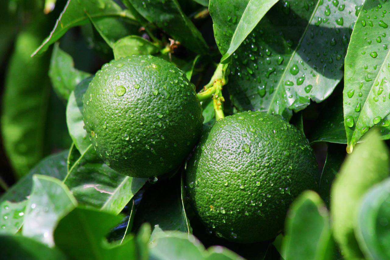 2. 理想石灰比例