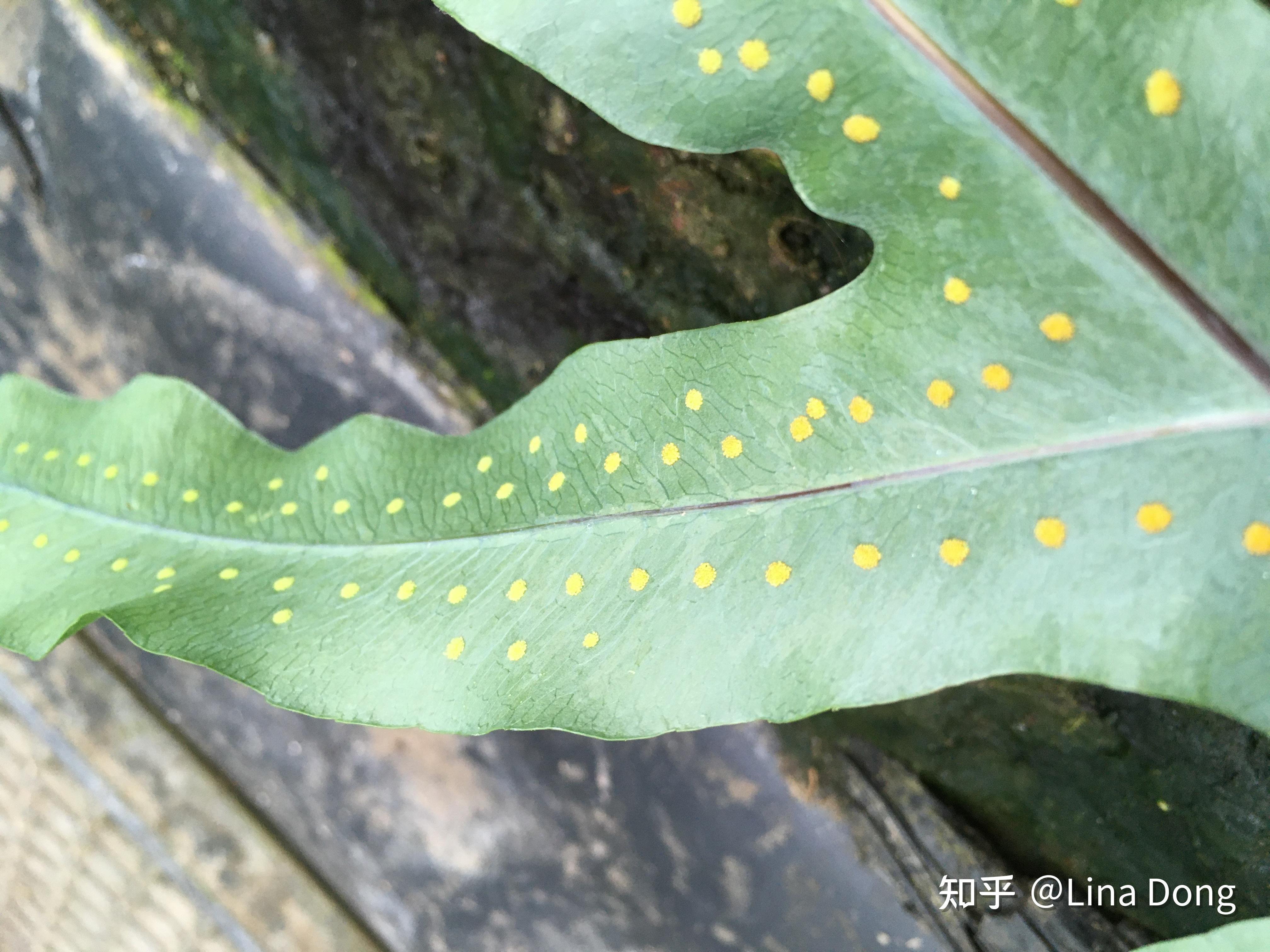 从零开始种植蕨类植物：孢子繁殖 - 知乎