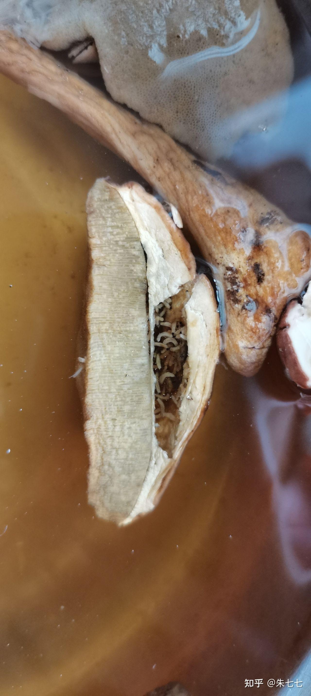 炖鸡汤炖出好多白色虫子是鸡身体里的吗香菇是干的不应该有虫吧