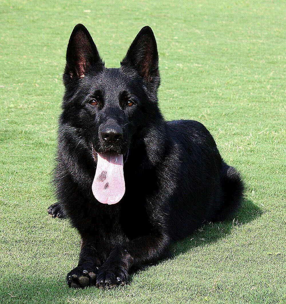 这是德牧的什么品种? - 知乎