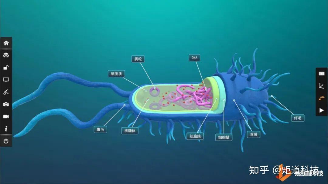 【初中生物】细菌、真菌傻傻分不清 - 知乎