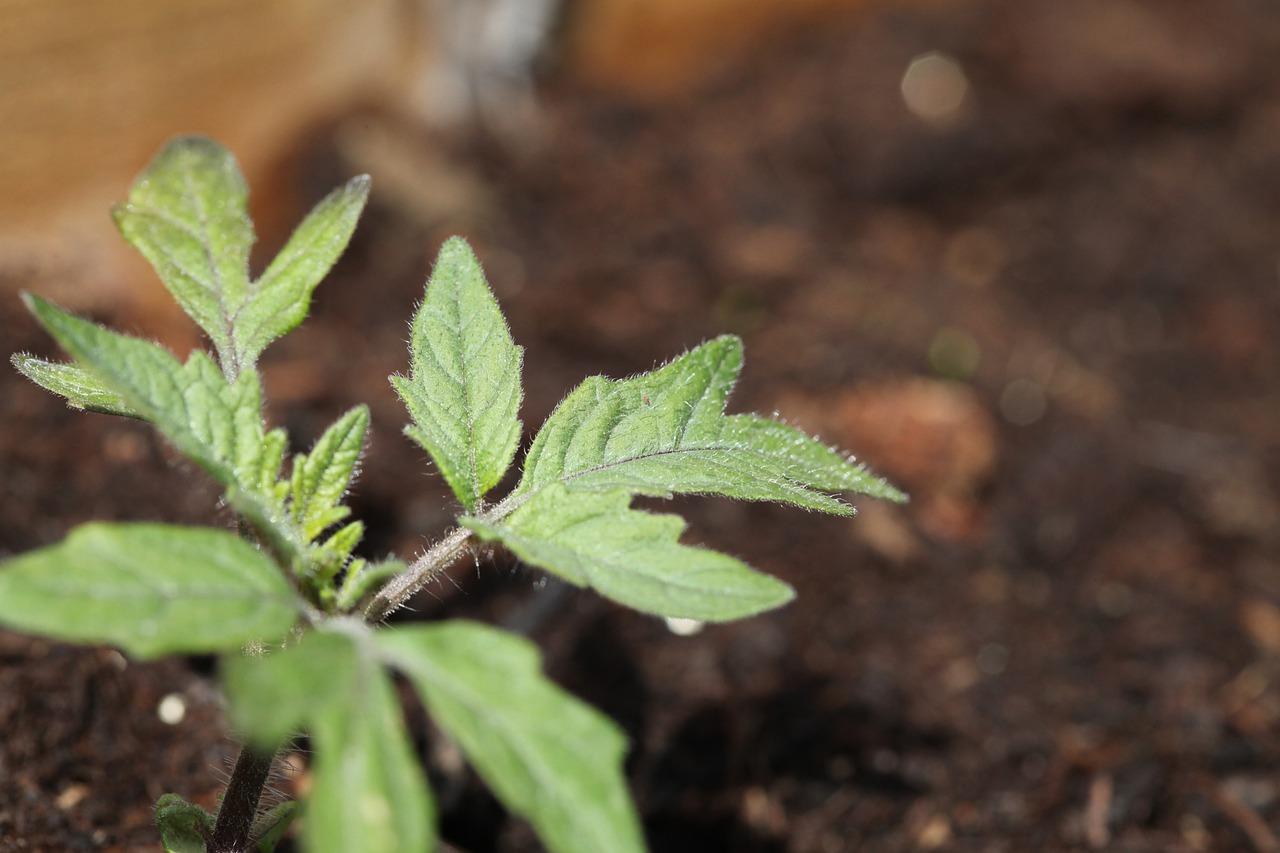 3. 种子消毒步骤全