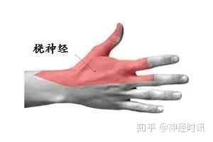 桡神经相关解剖和疾病解析 - 知乎