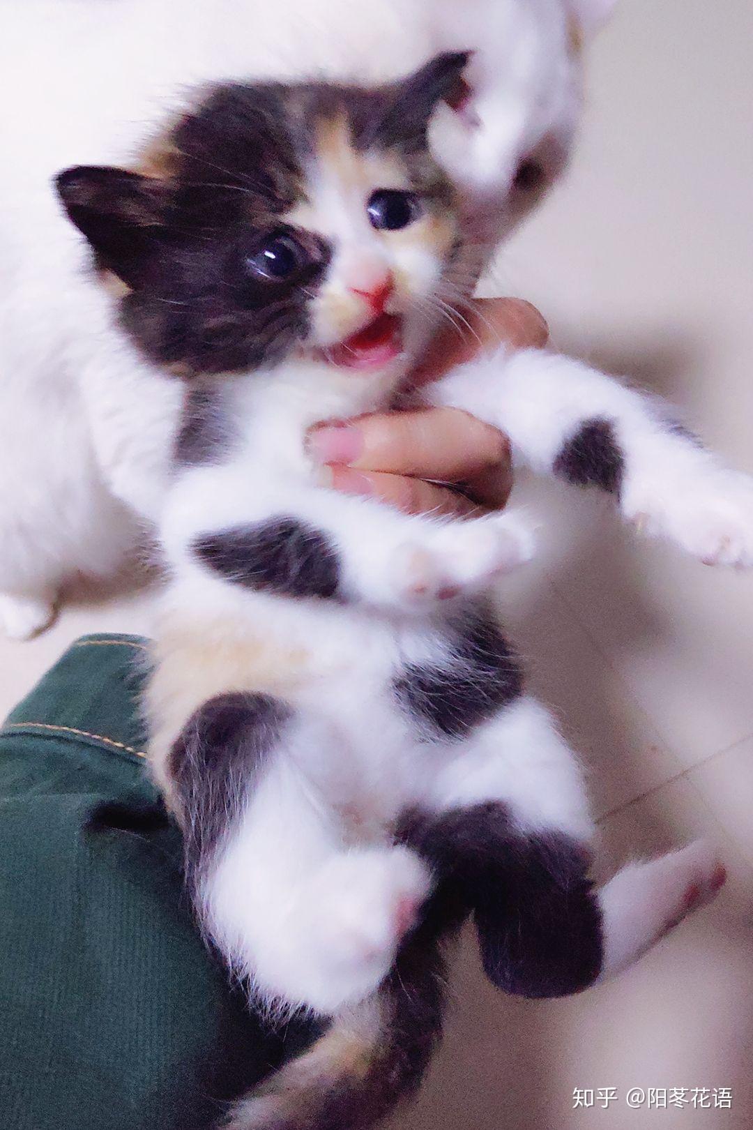 暹罗猫和蓝猫生的猫宝宝什么样