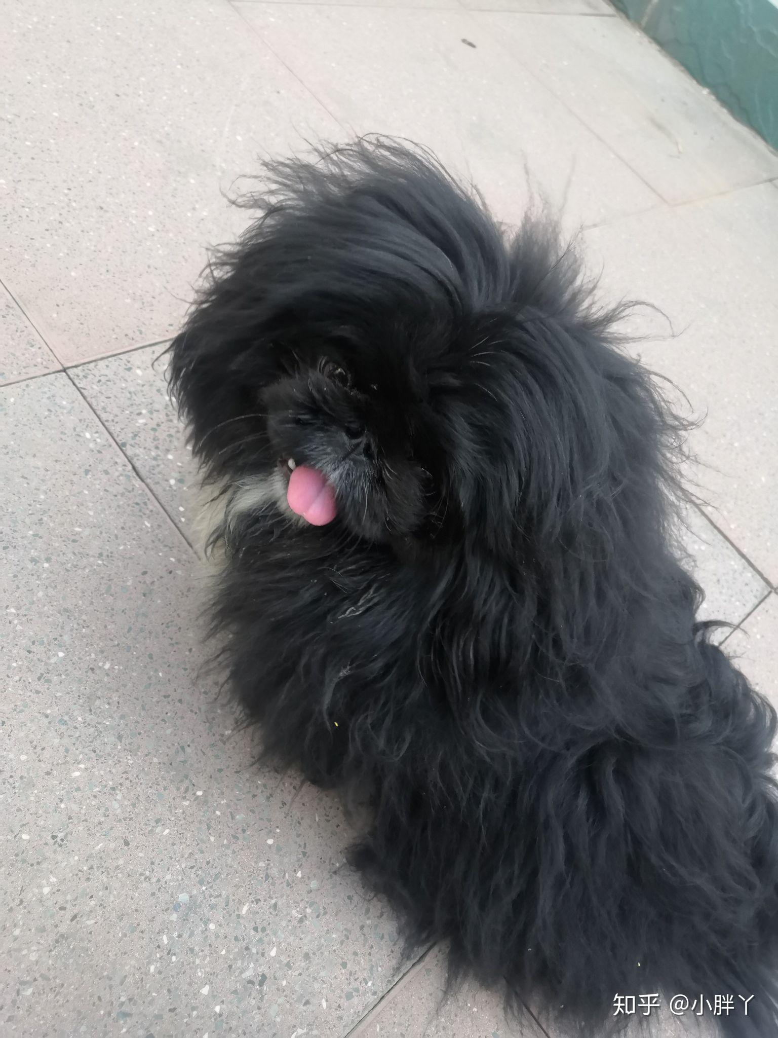 小时候常见的京巴狗去哪儿了