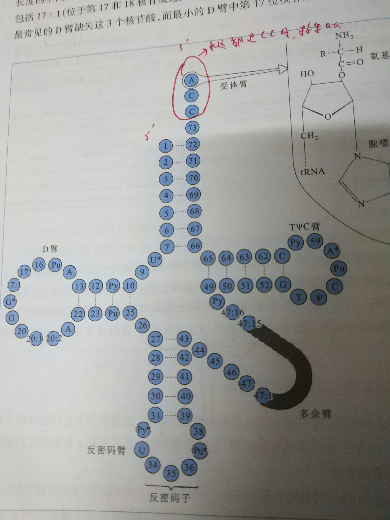 trna到底有多少种