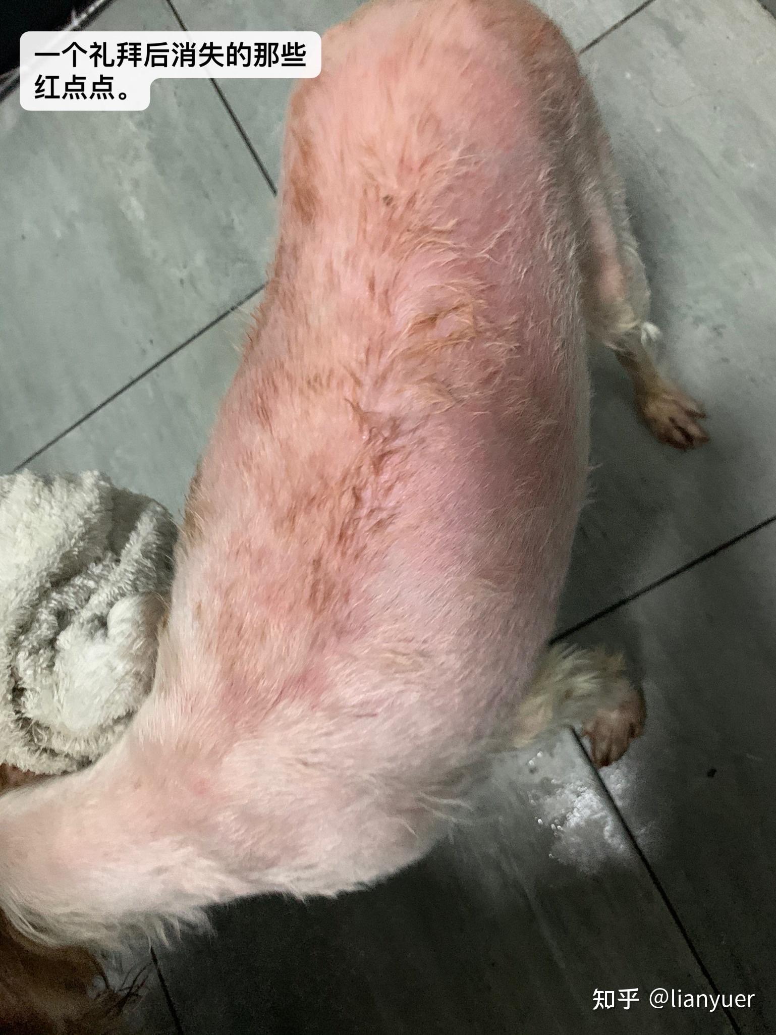 狗狗皮肤病 马拉色菌 脱毛 好治吗? - 知乎