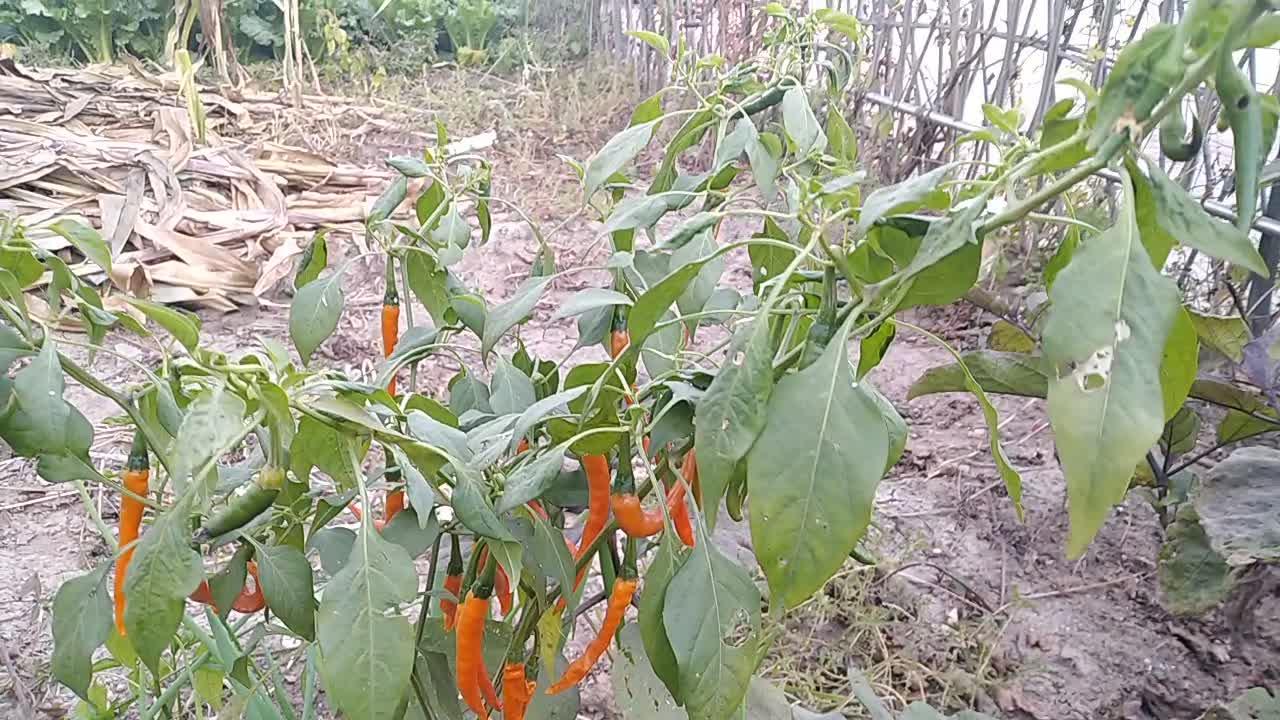 海南的灯笼椒辣椒酱很好吃是怎么做的