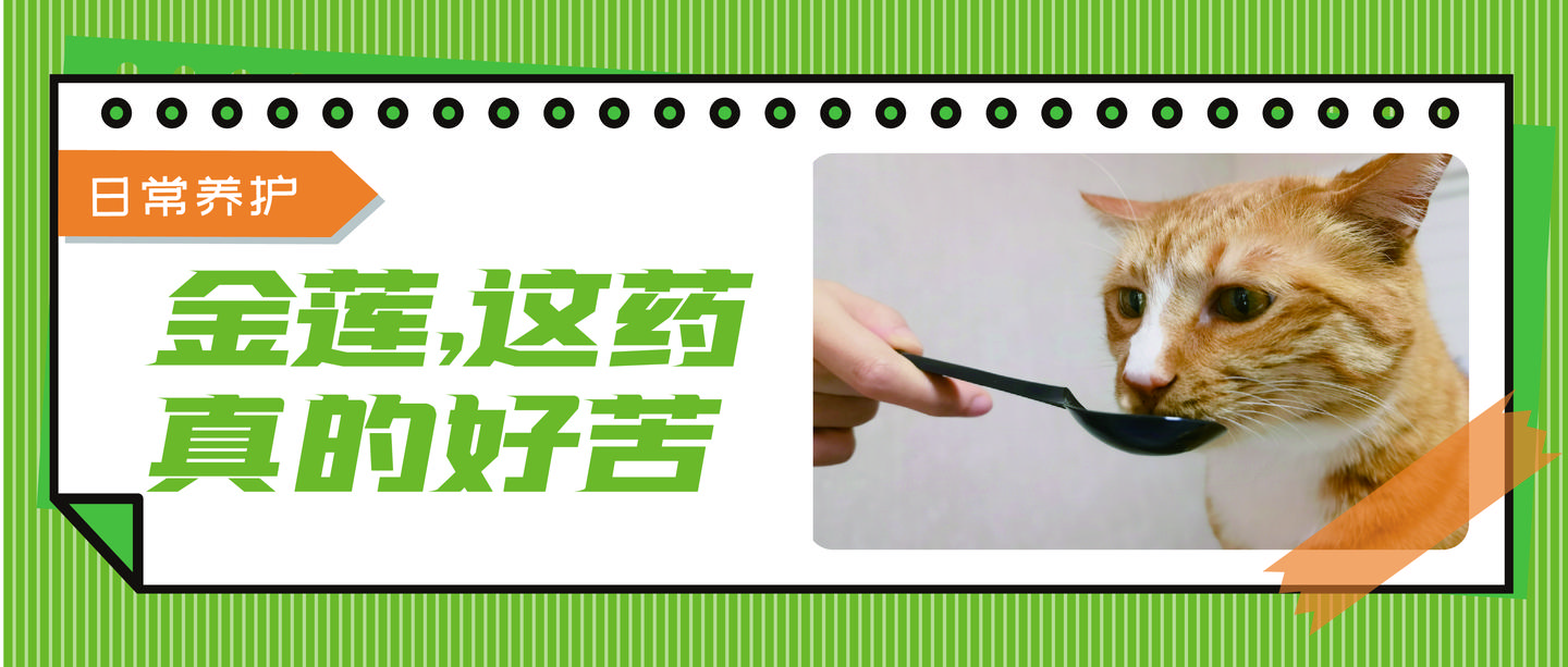 一学就会的喂药秘笈 轻松解决猫咪的吃药难题 知乎