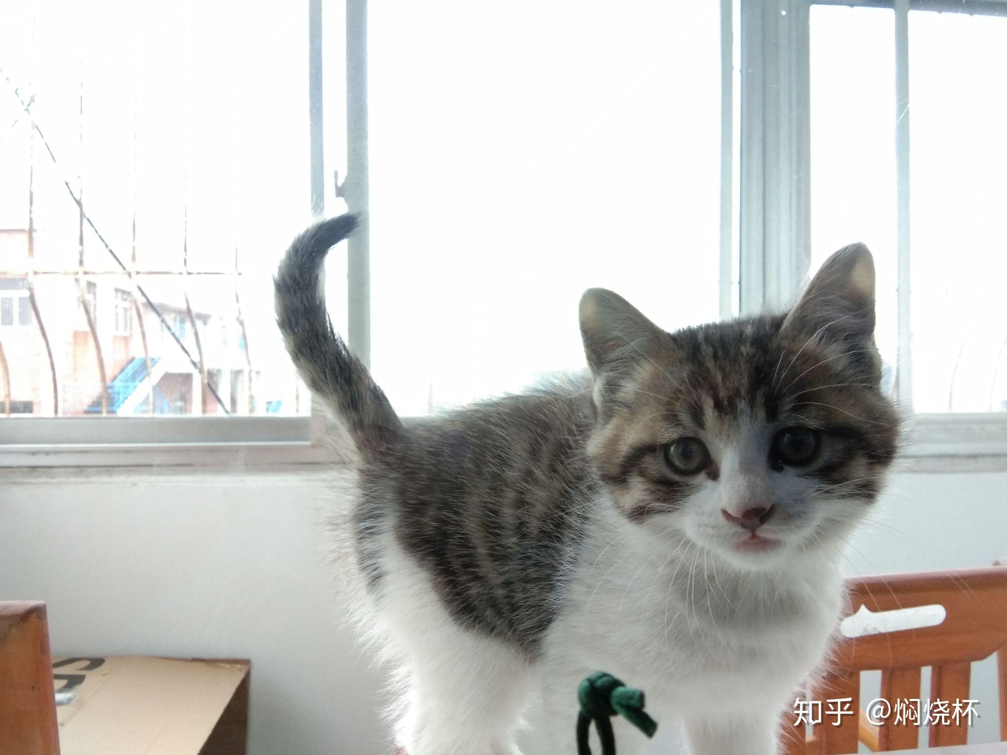 养一只狸花加白猫是什么体验?