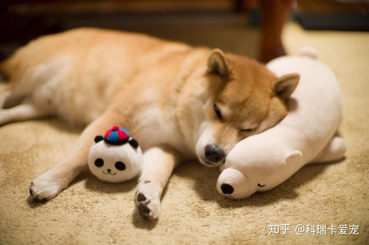 柴犬聪明吗？柴犬智商分析「科瑞卡科普」 - 知乎