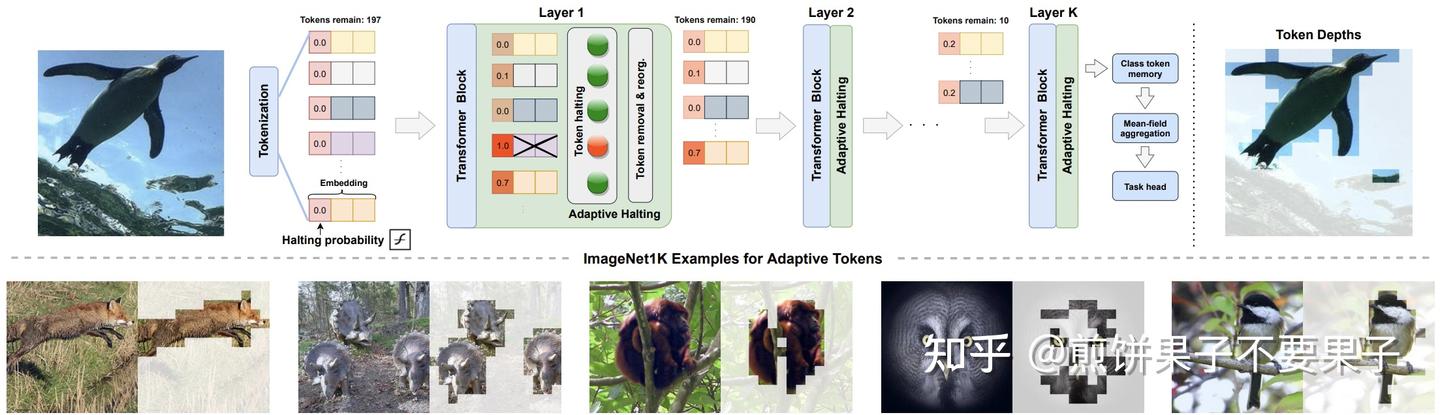【筛选每层 token】AdaViT: Adaptive Tokens for Efficient Vision Transformer - 知乎