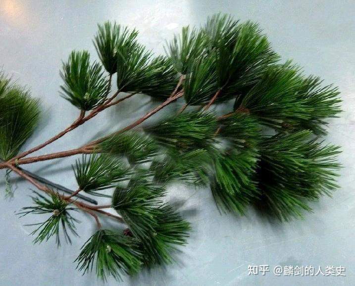 【地球生物全系列——植物篇】松柏目—松科（三） - 知乎