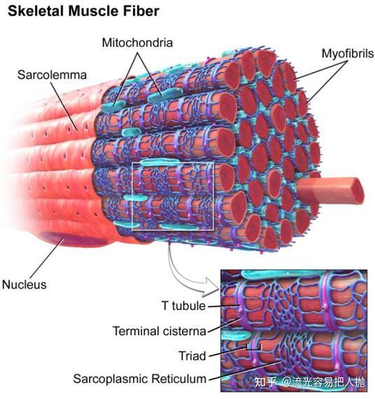 肌浆网和肌质网的区别是什么