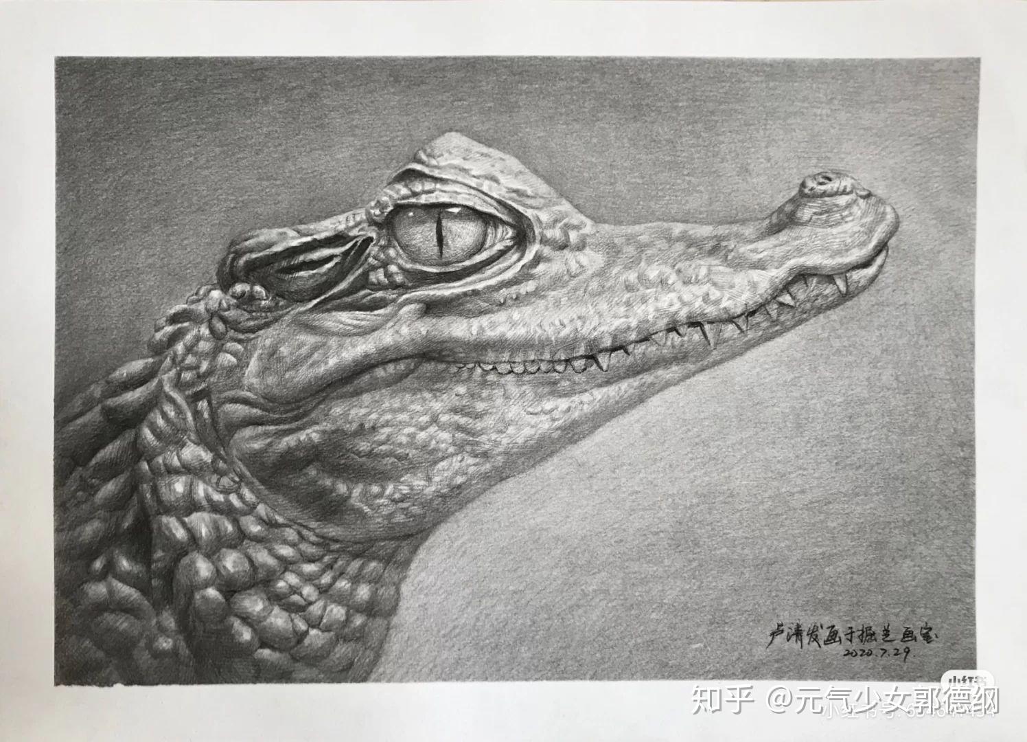 有人画过素描鳄鱼或者有相关图片么