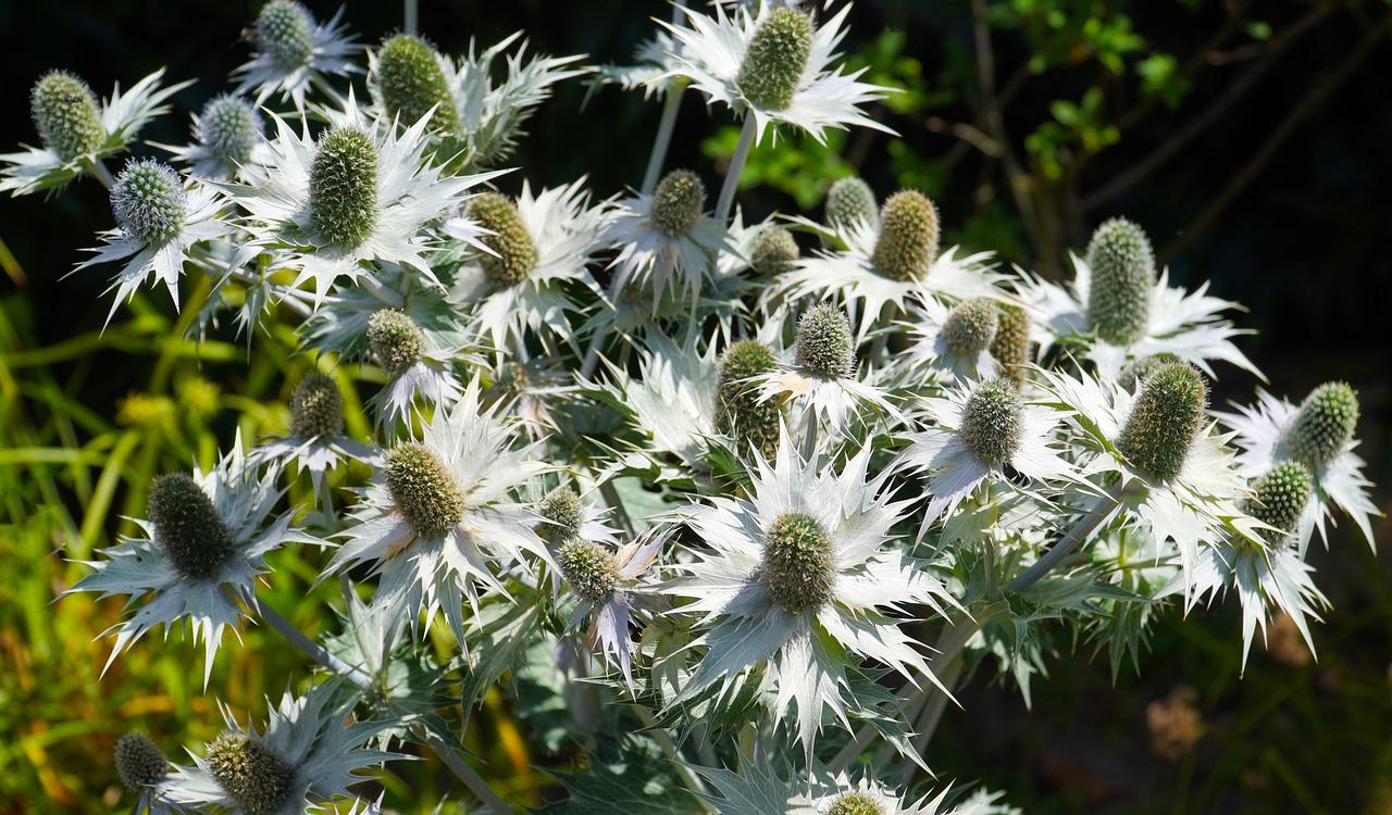 3. 白及市场价查询