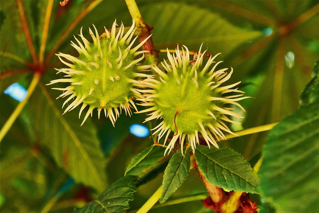 4. 枝条疏密调整