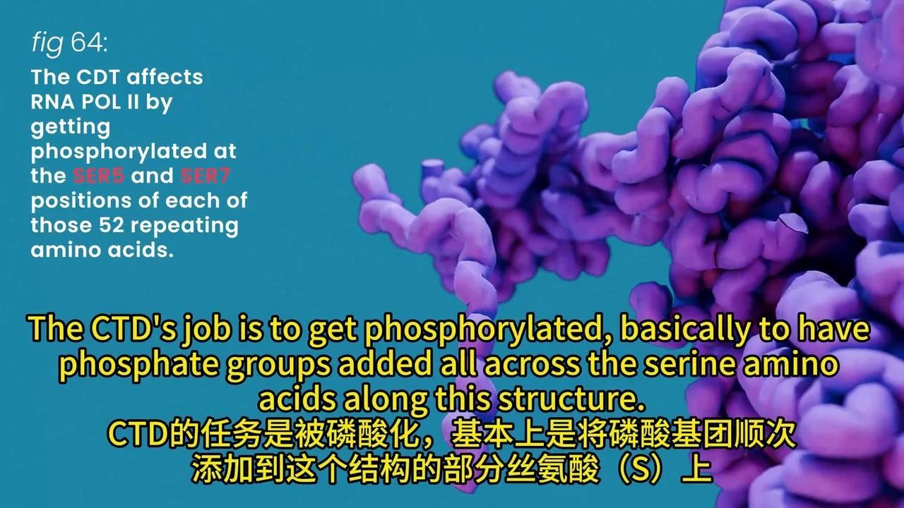 彻底解密DNA转录与mRNA剪接:动画揭秘生物学奥秘 - 知乎