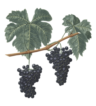 阳台种桑树技巧分享