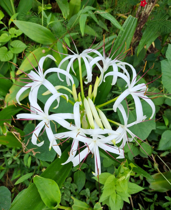 文殊兰——花瓣芊芊,仙气十足