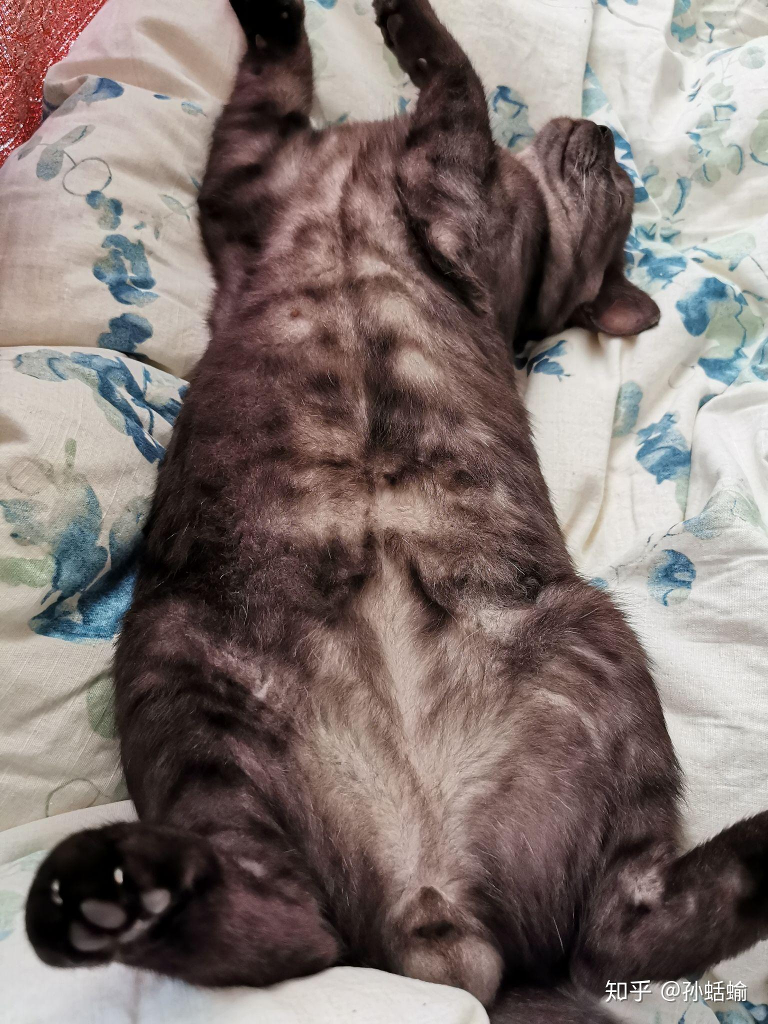 这只喵是烟色美短吗