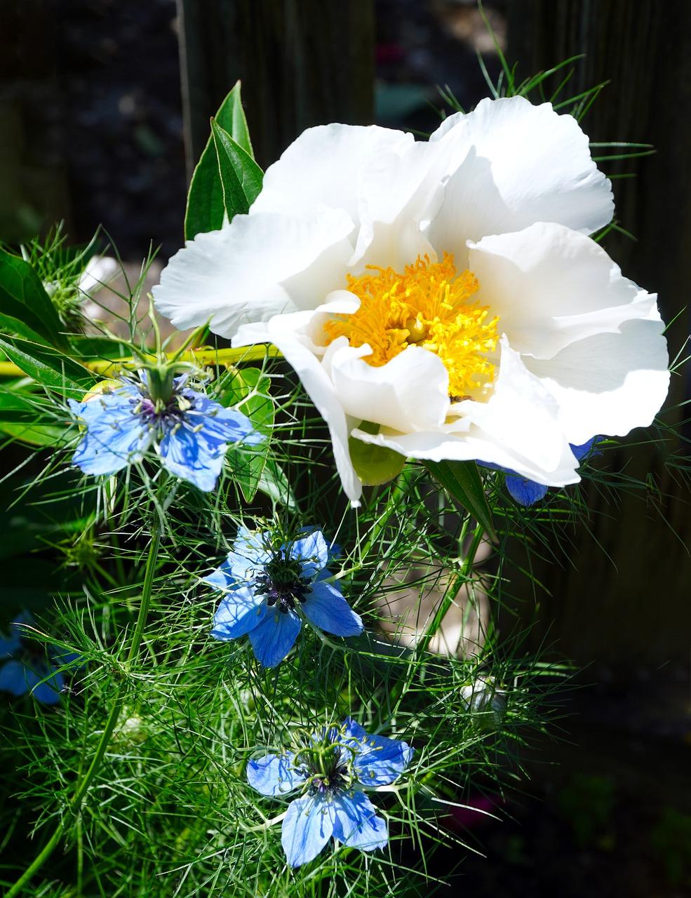 4. 芍药花径标准值