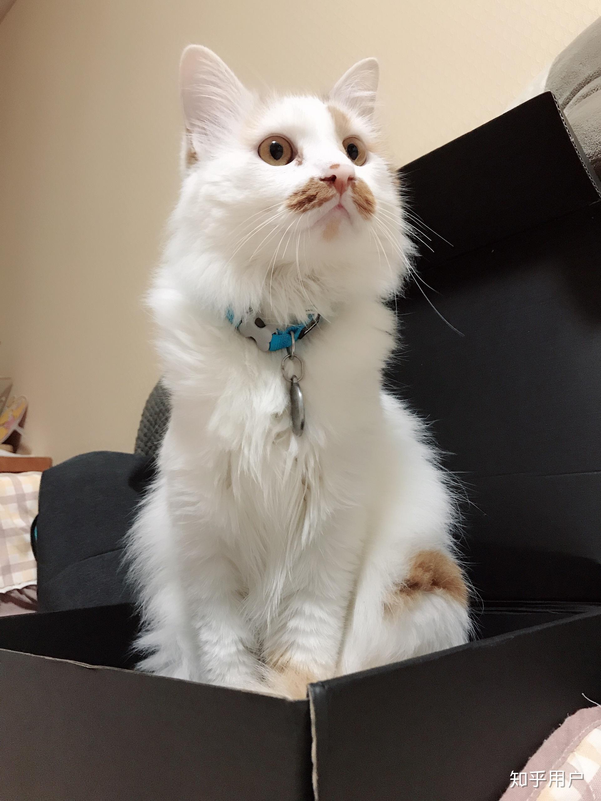请问我家猫猫是中华田园猫中的白猫吗