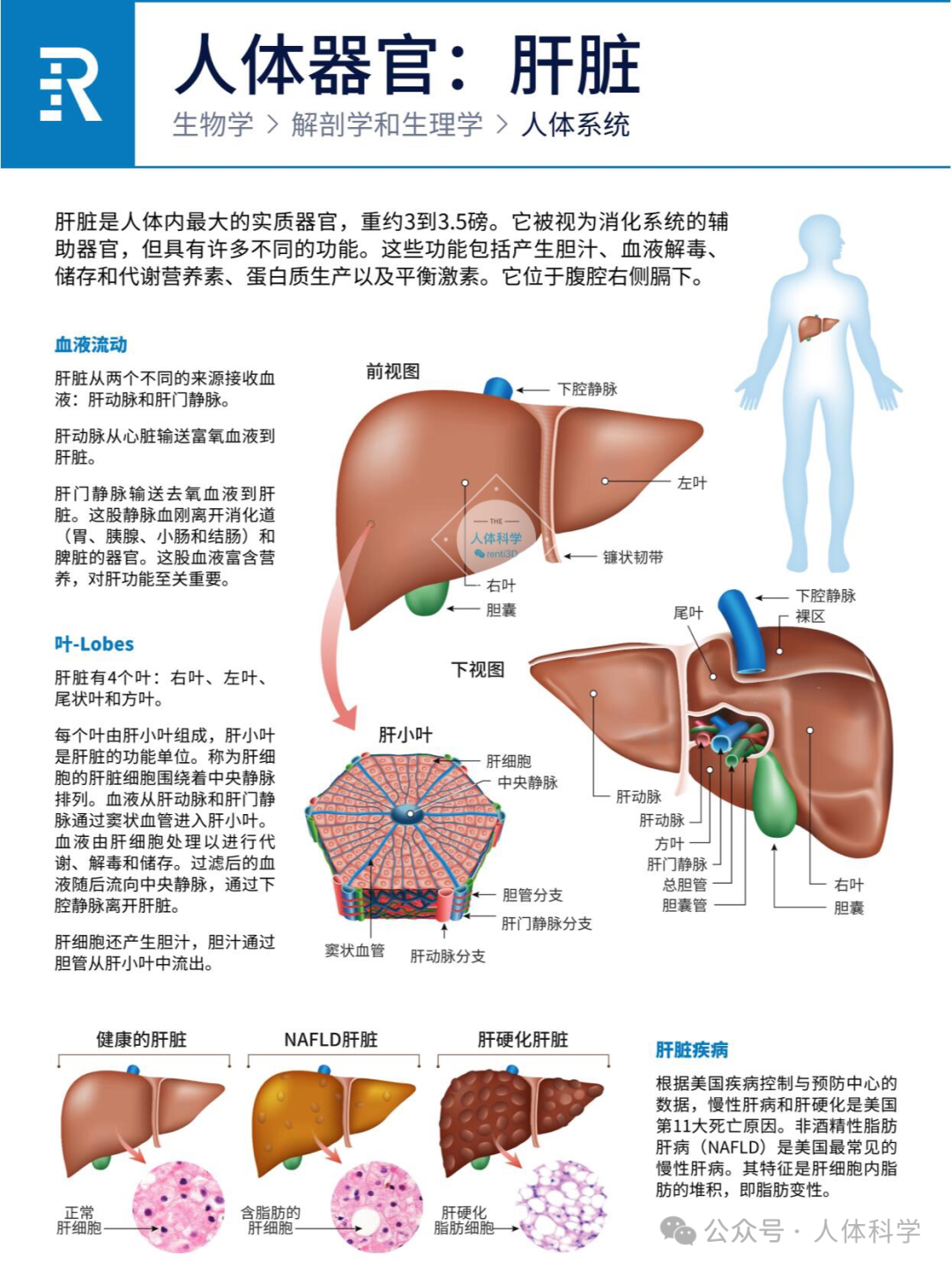 【人体器官】一张图看懂心、肝、脾、肺、肾、胰... - 知乎