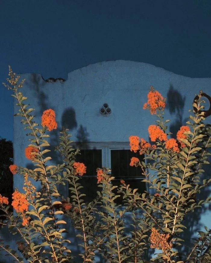 有没有这样关于玫瑰花的微信背景图或者有意境的文字背景图? - 知乎