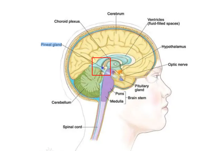 脑垂体松果体位置图片图片