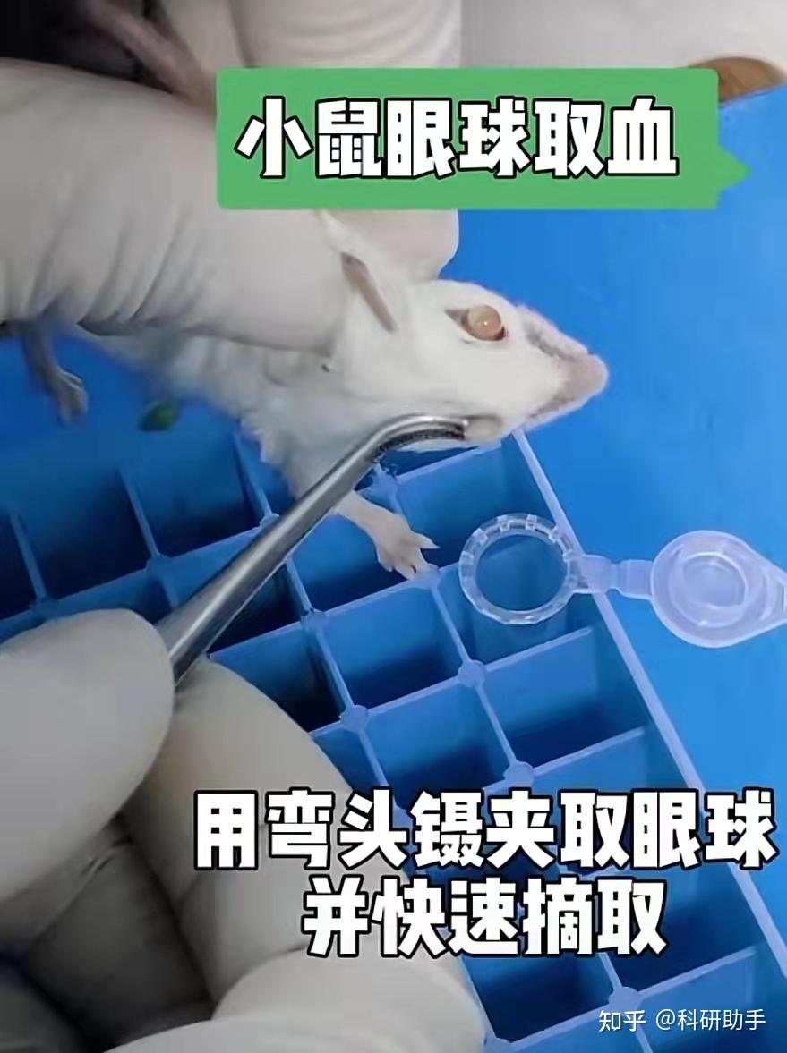 动物实验｜小鼠眼球取血的实验步骤 - 知乎