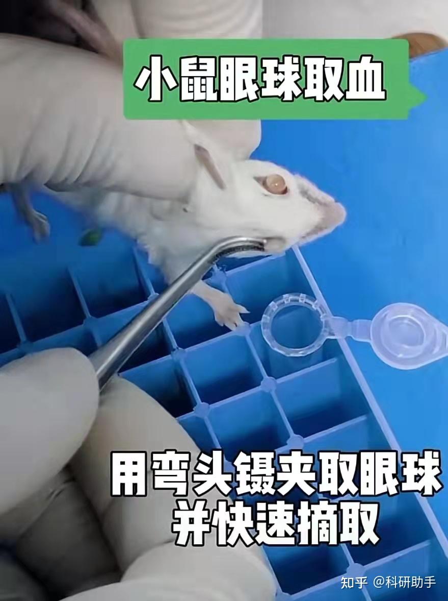 小鼠摘眼球取血图片