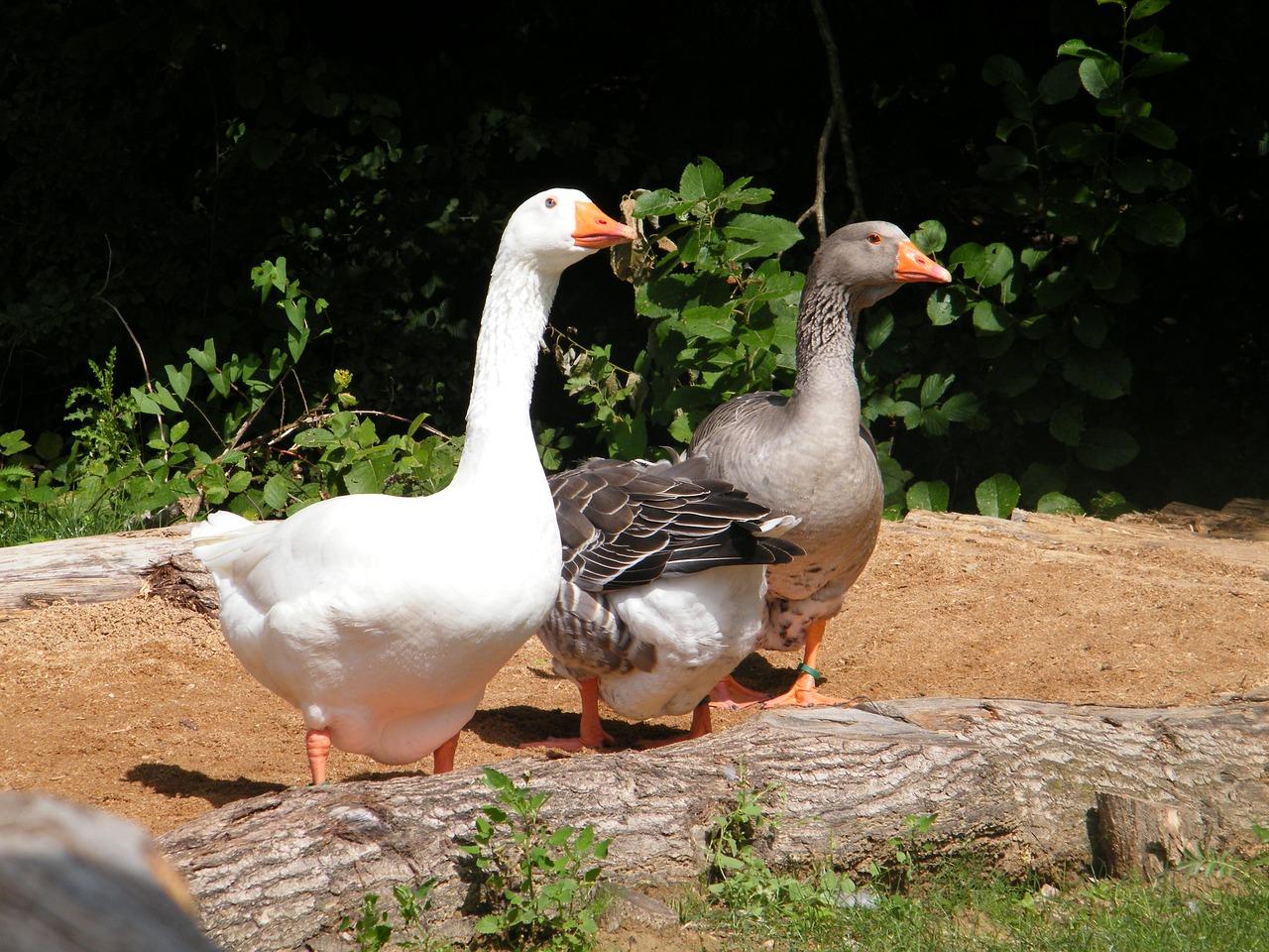3. 优质牧草推荐