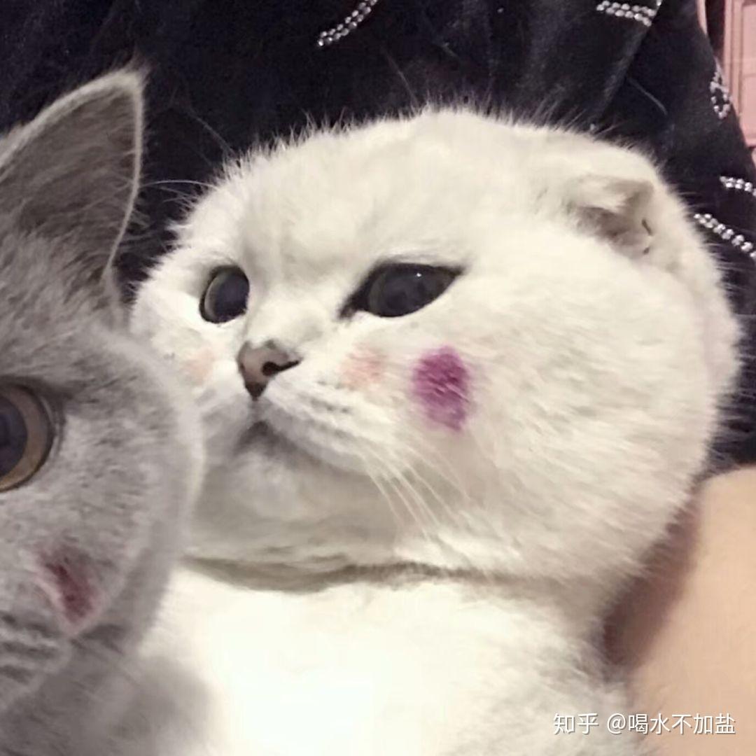 各位有没有英短蓝猫的头像? - 知乎