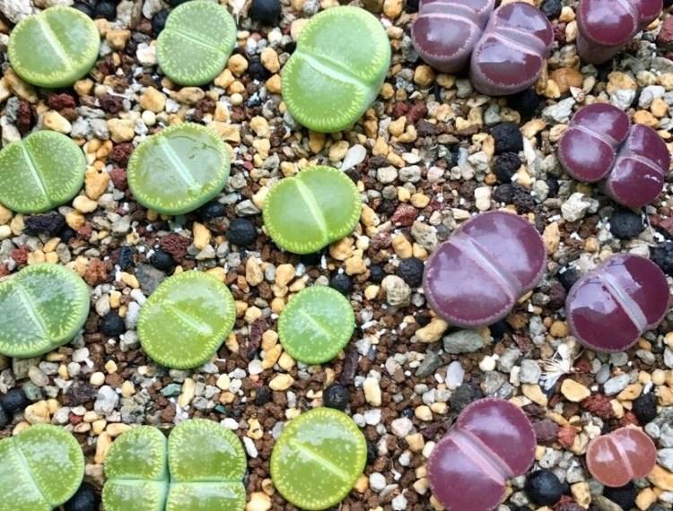 如何选择和照顾室内多肉植物 知乎 如何选择和照顾室内多肉植物 知乎