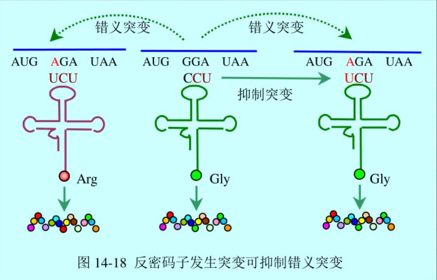 校正trna是什么? - 知乎